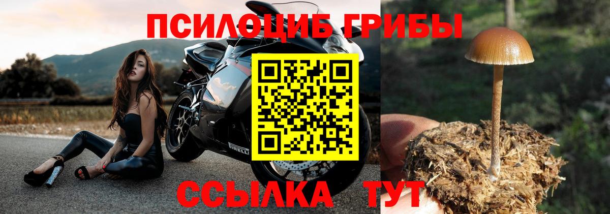 Псилоцибиновые грибы Psilocybine cubensis Вышний Волочёк